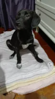 Brisa