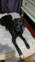 Brisa