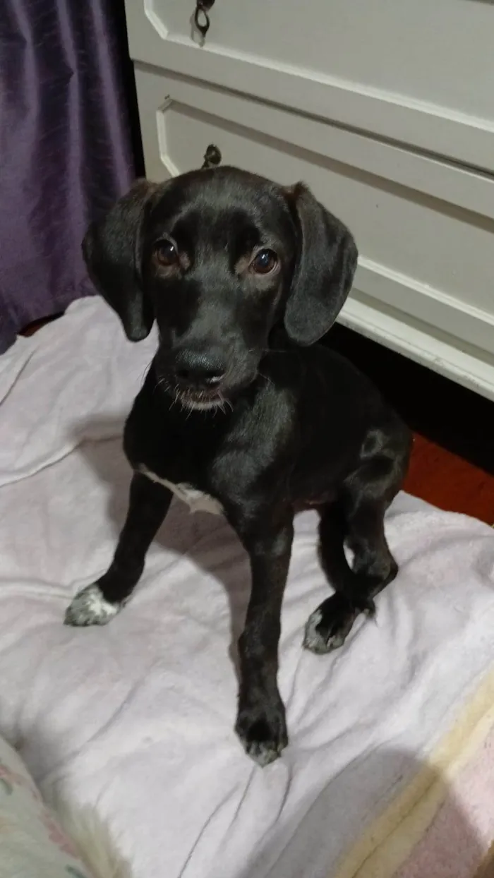 Cachorro ra a SRD-ViraLata idade 2 a 6 meses nome Brisa