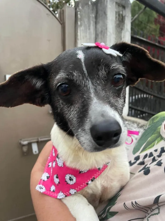 Cachorro ra a SRD-ViraLata idade 6 ou mais anos nome Boneca