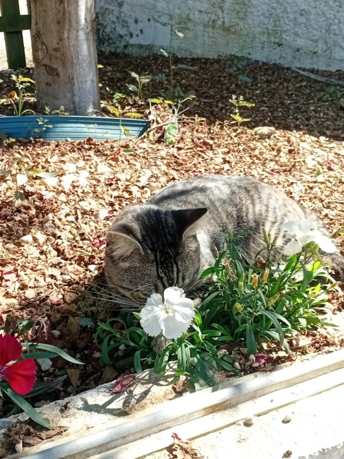 Gato ra a Exótico idade 2 a 6 meses nome ele não tem nome