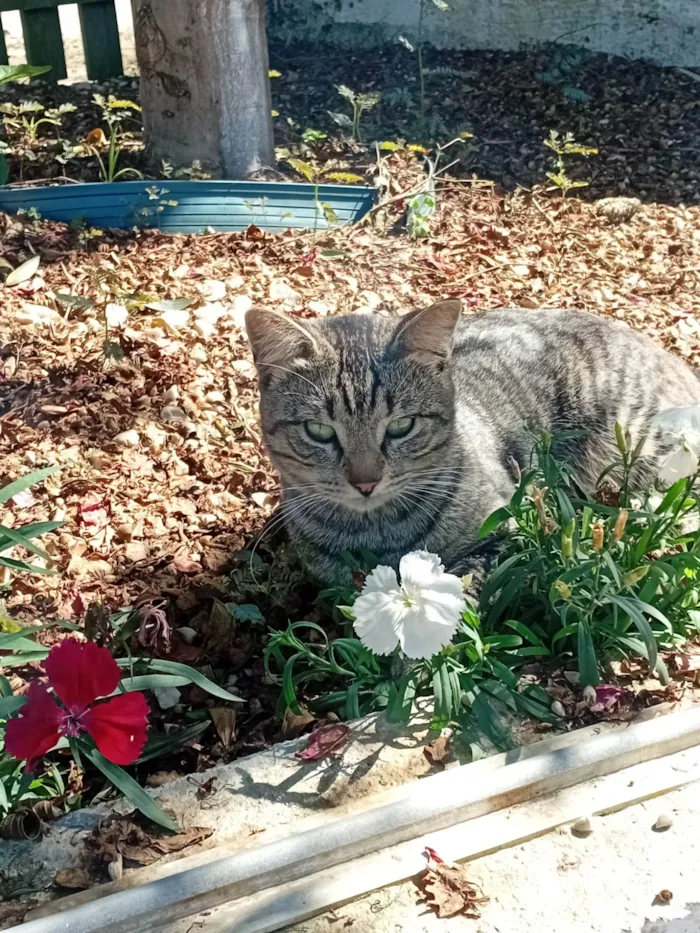 Gato ra a Exótico idade 2 a 6 meses nome ele não tem nome