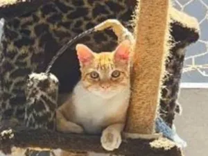 Gato raça SRD-ViraLata idade 1 ano nome Tico
