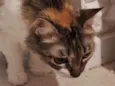 Mia
