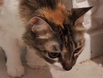 Gato raça SRD-ViraLata idade 6 ou mais anos nome Mia
