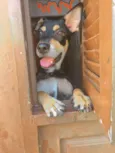 Bob