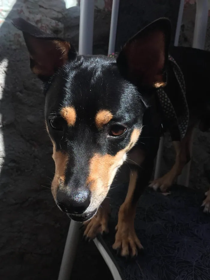Cachorro ra a SRD-ViraLata idade 5 anos nome Bob