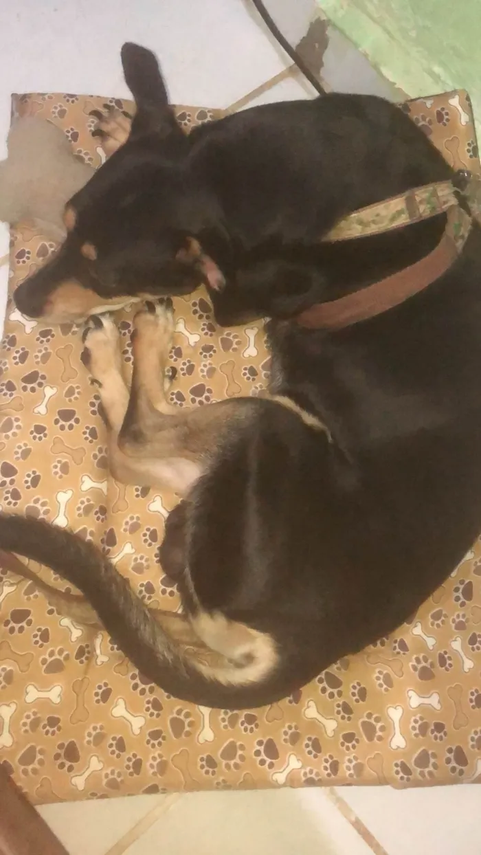 Cachorro ra a SRD-ViraLata idade 5 anos nome Bob