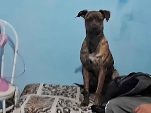 Cachorro raça Pit-Bull idade 2 a 6 meses nome Zaya