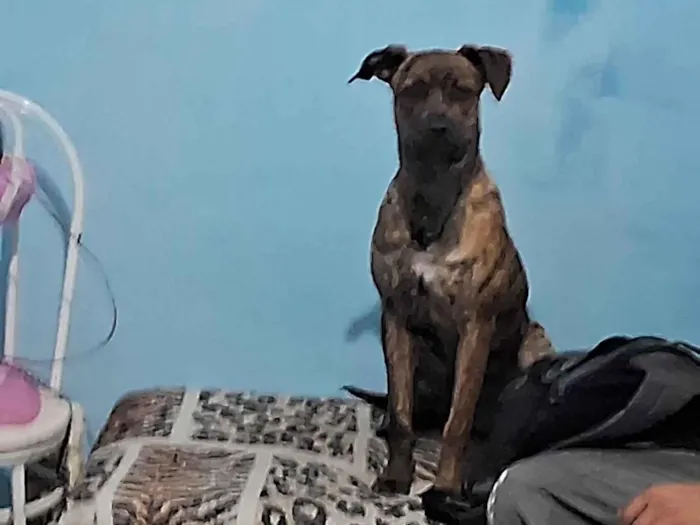 Cachorro ra a Pit-Bull idade 2 a 6 meses nome Zaya