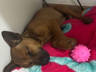 Cachorro raça SRD-ViraLata idade 2 a 6 meses nome Mel 