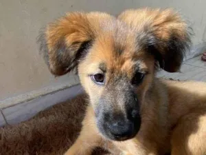 Cachorro raça SRD-ViraLata idade Abaixo de 2 meses nome Jack