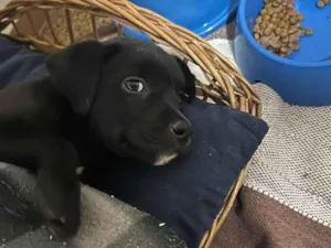 Cachorro raça SRD-ViraLata idade 2 a 6 meses nome Sem nome 