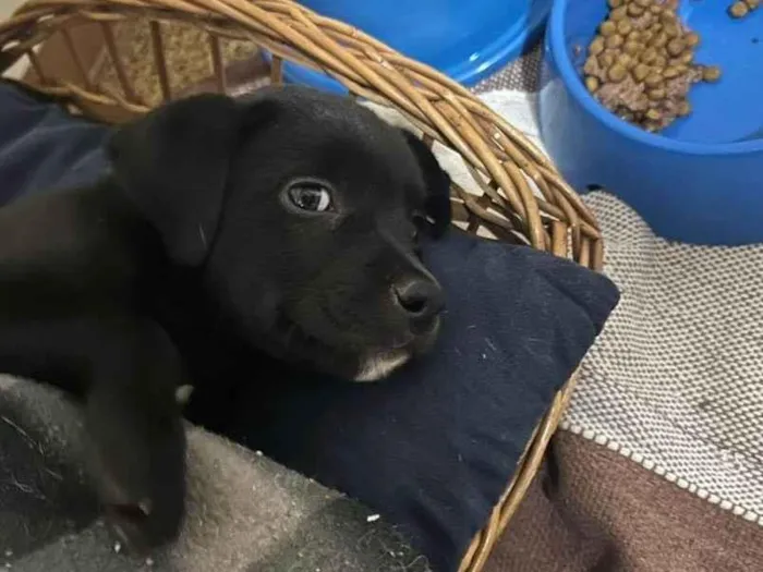 Cachorro ra a SRD-ViraLata idade 2 a 6 meses nome Sem nome 