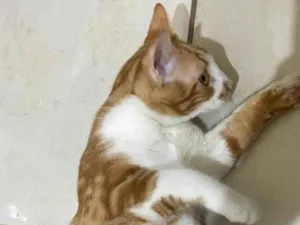 Gato raça SRD-ViraLata idade 7 a 11 meses nome Franke e marcio