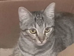 Gato raça SRD-ViraLata idade 7 a 11 meses nome Sofi