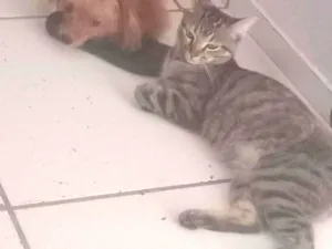 Cachorro raça Shitzu idade 1 ano nome Pitoco 