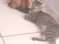 Pitoco