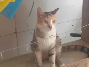 Gato raça SRD-ViraLata idade 7 a 11 meses nome Yara