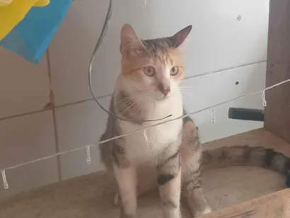 Gato raça SRD-ViraLata idade 7 a 11 meses nome Yara