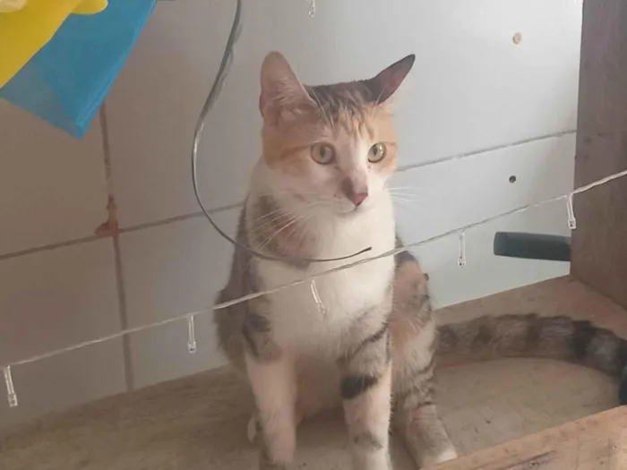 Gato ra a SRD-ViraLata idade 7 a 11 meses nome Yara