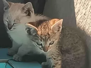 Gato raça Angorá idade 2 a 6 meses nome Brilhosa e Gray 