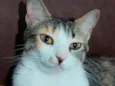Amora 