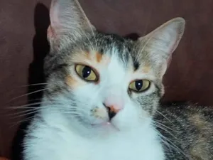 Gato raça SRD-ViraLata idade 2 anos nome Amora 