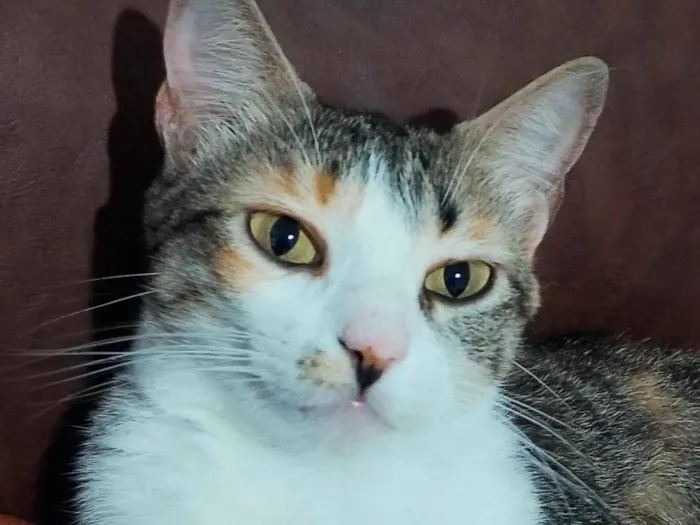 Gato ra a SRD-ViraLata idade 2 anos nome Amora 