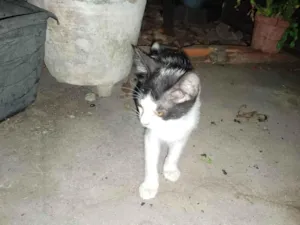 Gato raça SRD-ViraLata idade 2 a 6 meses nome Gato