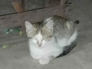 Gato raça SRD-ViraLata idade 2 a 6 meses nome Gato
