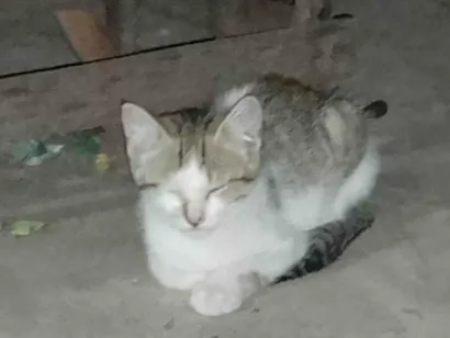 Gato raça SRD-ViraLata idade 2 a 6 meses nome Gato