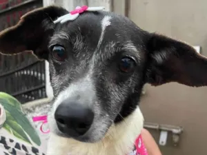 Cachorro raça SRD-ViraLata idade 6 ou mais anos nome Boneca