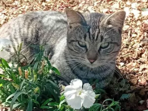 Gato raça Exótico idade 2 a 6 meses nome ele não tem nome
