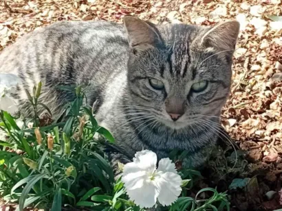 Gato raça Exótico idade 2 a 6 meses nome ele não tem nome