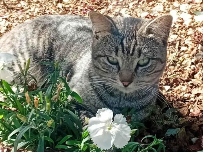 Gato ra a Exótico idade 2 a 6 meses nome ele não tem nome