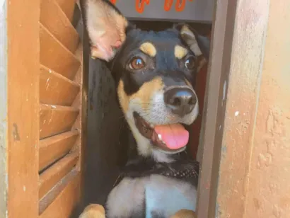 Cachorro raça SRD-ViraLata idade 5 anos nome Bob