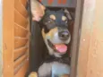 Bob