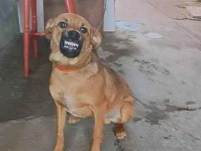Cachorro raça SRD-ViraLata idade 7 a 11 meses nome Xodo