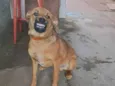 Xodo
