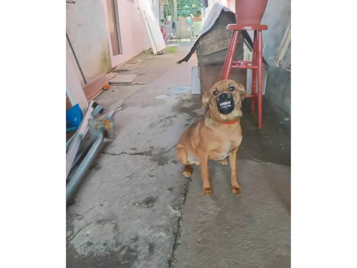 Cachorro ra a SRD-ViraLata idade 7 a 11 meses nome Xodo