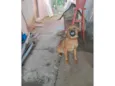Xodo