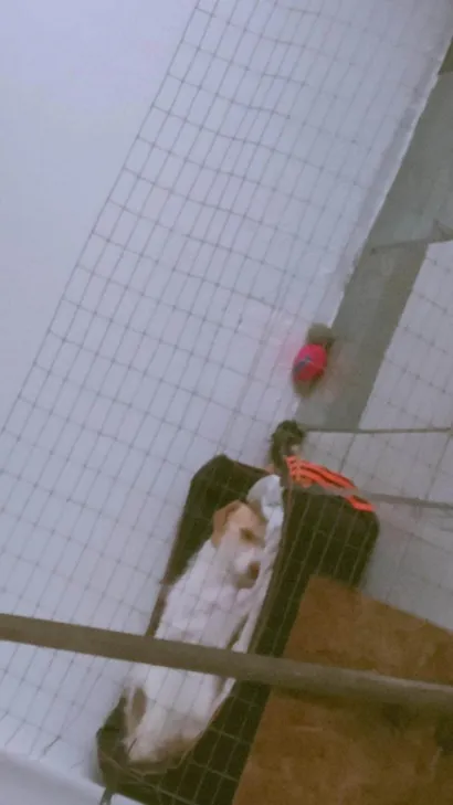 Cachorro raça SRD-ViraLata idade 3 anos nome Liliy