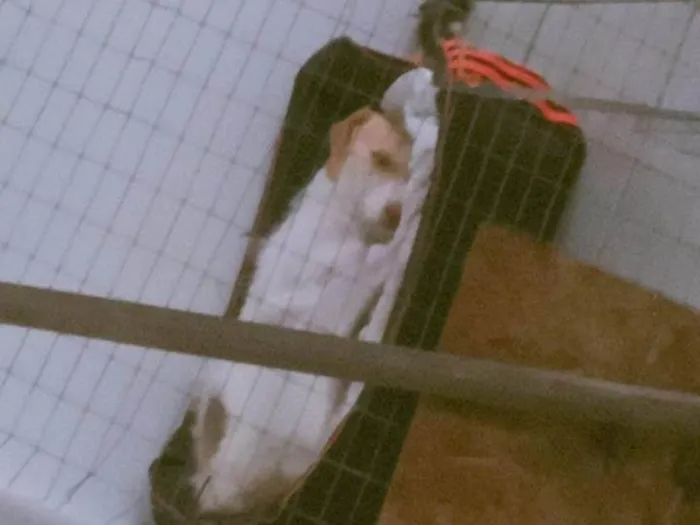 Cachorro ra a SRD-ViraLata idade 3 anos nome Liliy