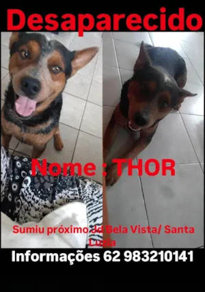 Cachorro raça Pastor Alemão idade 6 ou mais anos nome Thor