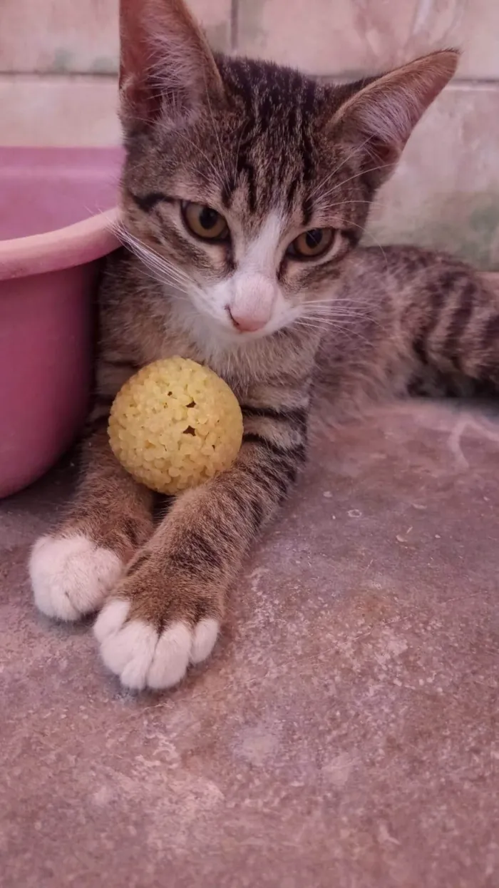 Gato ra a SRD-ViraLata idade 2 a 6 meses nome Dante.