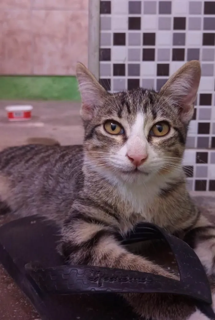Gato ra a SRD-ViraLata idade 2 a 6 meses nome Dante.