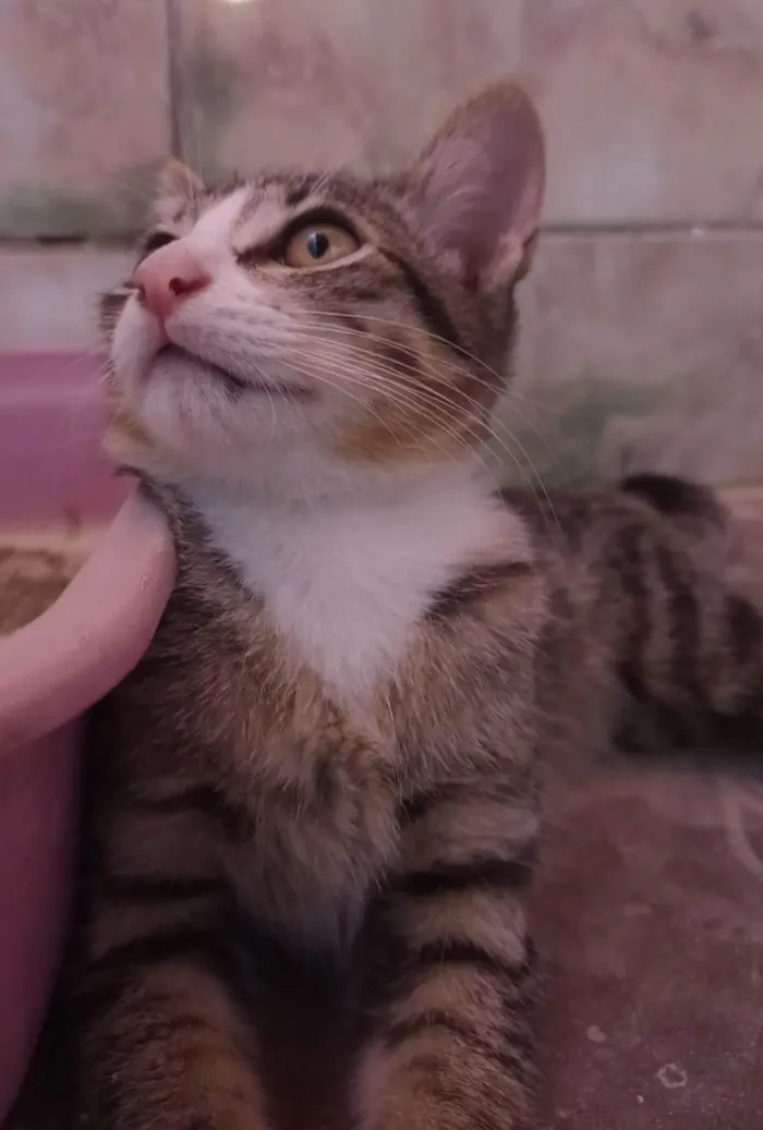 Gato ra a SRD-ViraLata idade 2 a 6 meses nome Dante.