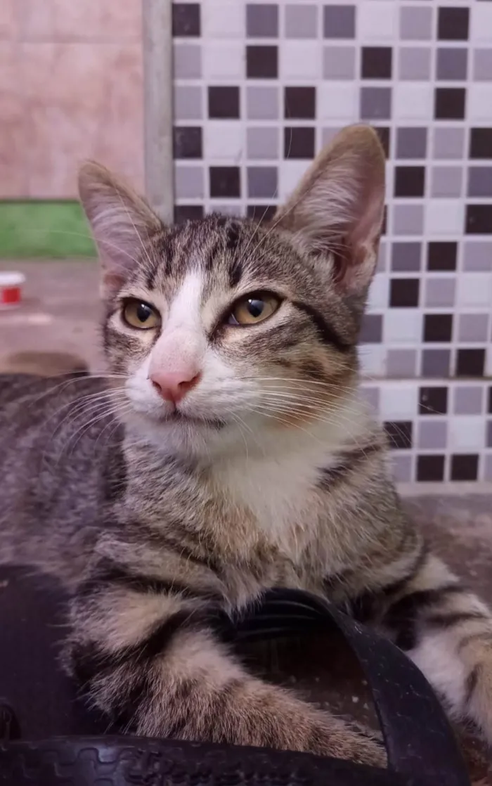 Gato ra a SRD-ViraLata idade 2 a 6 meses nome Dante.