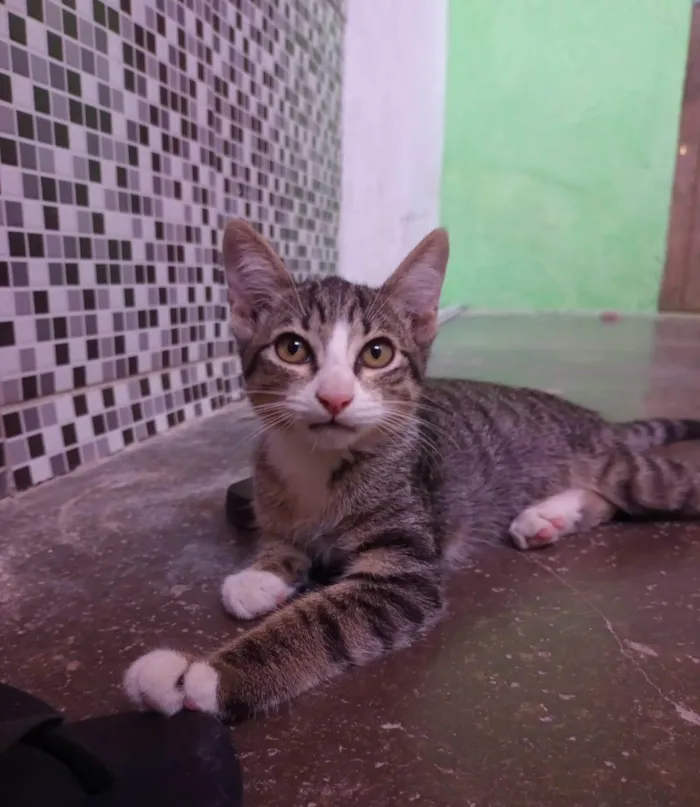 Gato ra a SRD-ViraLata idade 2 a 6 meses nome Dante.